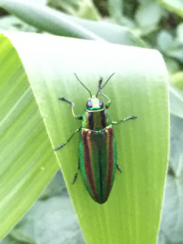 田奈町の畑にタマムシが