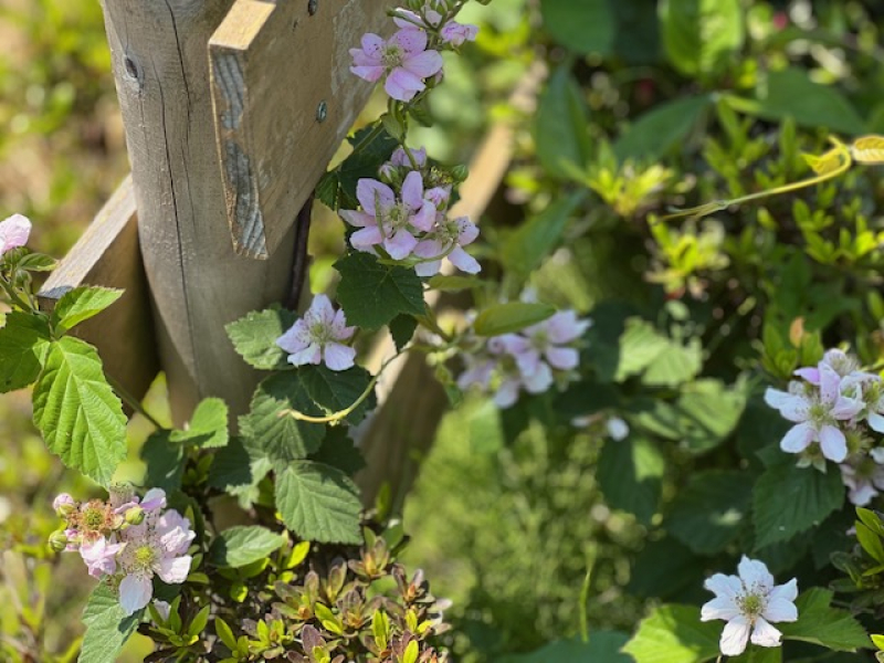 ブラックベリーのお花