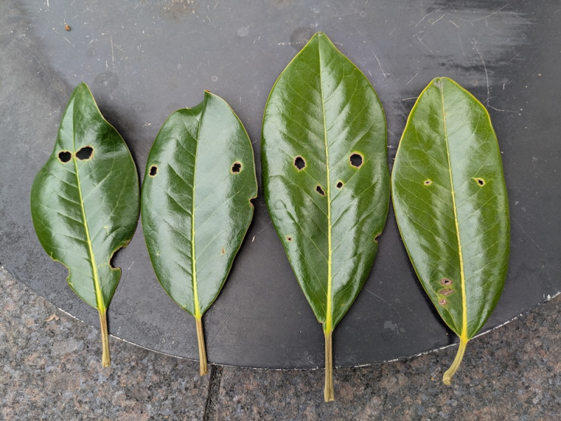 タイサンボクの葉っぱ４兄弟