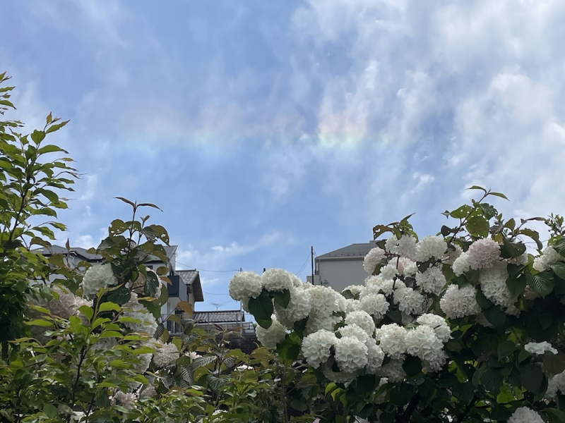 大手毬に虹